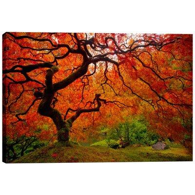 Cortesi Home Tree Fire by Darren White - Wrapped Canvas Photograph Print Canvas in Green/Red | 12 H x 18 W x 0.75 D in | Wayfair CH-CA121818