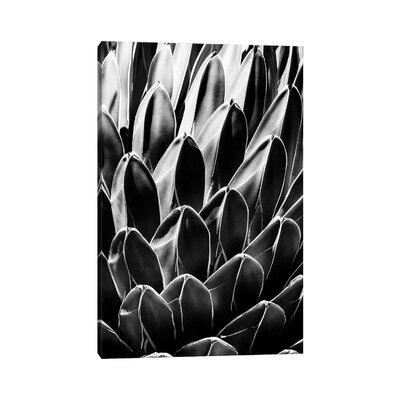 East Urban Home Black Arizona Series - Queen Victoria Agave-PHD1494 Canvas in Black/White, Size 18