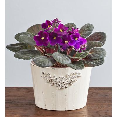 1-800-Flowers Plant Delivery Purple Blossoms African Violet Plant | Happiness Delivered To Their Door