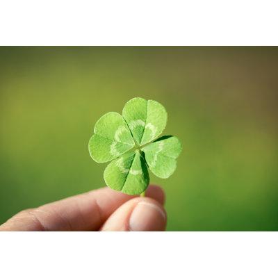 Ebern Designs Holding a Lucky Four Leaf Clover, Good Luck Shamrock, or Lucky Charm - Wrapped Canvas Photograph Canvas in White | Wayfair