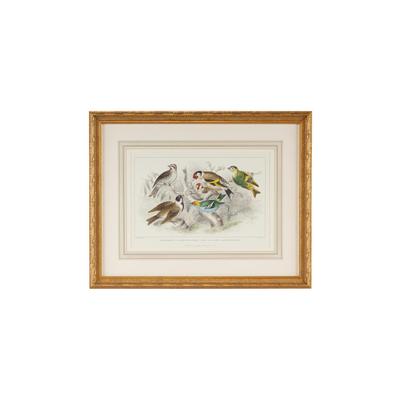 Chelsea House GOLD FINCH,BUNTING & WRENS Print - 386062