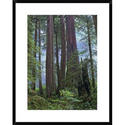 Global Gallery Old Growth Forest of Coast Redwood Stand Del Norte Coast Redwoods State Park | 30 H x 1.5 D in | Wayfair DPF-397082-1824-266