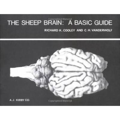 The Sheep Brain