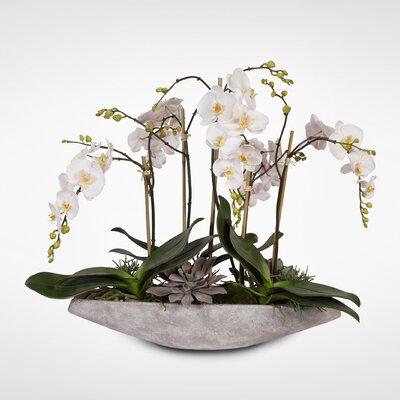 Jenny Silks Real Touch Phalaenopsis Orchids in a Stone Boat Pot Plastic in White | 25 H x 30 W x 11 D in | Wayfair F-38