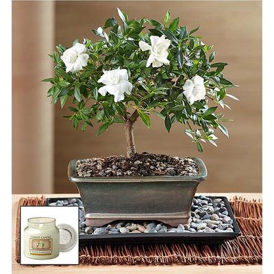 Gardenia Bonsai Small with Yankee Candle by 1-800 Flowers
