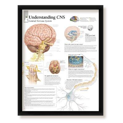 WallsThatSpeak CNS Central Nervous System Framed Medical Educational Informational Poster, Size 30.0 H x 24.0 W x 1.0 D in | Wayfair 1750