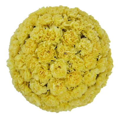 Carnations, Yellow (50 stems)