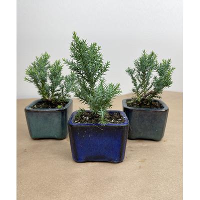 Athena\'s Garden Bonsai blue/green - Live Juniper Bonsai Tree - Set of Three