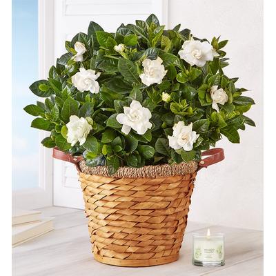 1-800-Flowers Plant Delivery Blooming Gardenia Plant In Basket Large W/ Candle