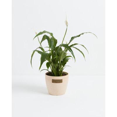 Lively Root 8" Live Peace Lily Plant in Pot | 8 H x 5 D in | Wayfair 659725001214