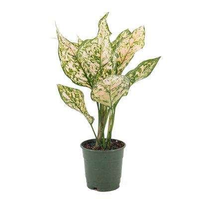Aglaonema American Plant Exchange Aglaonema Etta Rose, Live Houseplant, 6-Inch Pot, Easy Care, Low Light, Perfect for Home & Office in Black | Wayfair