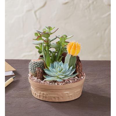 1-800-Flowers Plant Delivery Cactus Dish Garden Small Plant | Same Day Delivery Available | Happiness Delivered To Their Door
