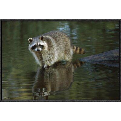 East Urban Home 'Raccoon Wading Through Shallow Water' Framed Photographic Print on Canvas in Gray/Green | 16 H x 24 W x 1.5 D in | Wayfair