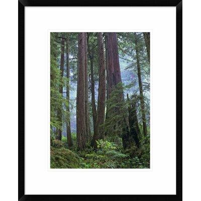 Global Gallery Old Growth Forest of Coast Redwood Stand Del Norte Coast Redwoods State Park | 22 H x 1.5 D in | Wayfair DPF-397082-1216-266