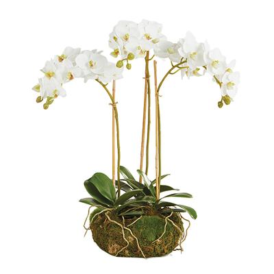 Porch & Petal Floral WHITE - Phalaenopsis Mini Garden 16'' Drop-in Plant Decor