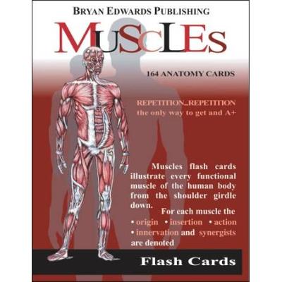 Muscles Flash Cards