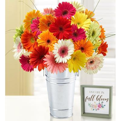 1-800-Flowers Flower Delivery Happy Gerbera Daisies, 12-24 Stems, 24 Stems W/ French Flower Pail & Sign