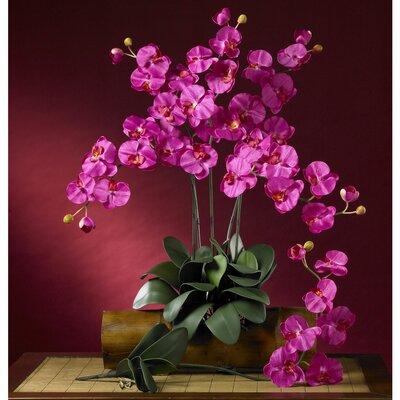 Primrue Phalaenopsis Orchids Stem Polyester/Faux Silk/Plastic/Fabric | 31.5 H x 8.5 W x 3 D in | Wayfair F561C039C00E4E0FAB12E27B7E3B55A2