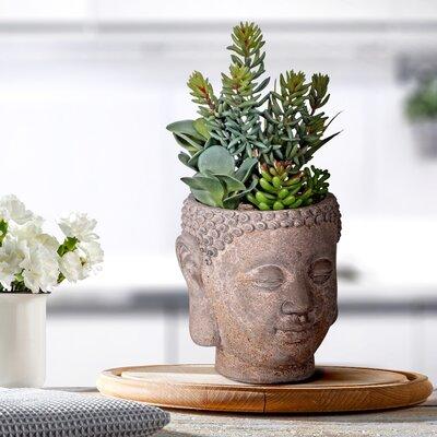 Arlmont & Co. 11" Artificial Succulent Plant in Buddha Head Plastic in Brown, Size 7.0 H x 11.0 W x 6.0 D in | Wayfair