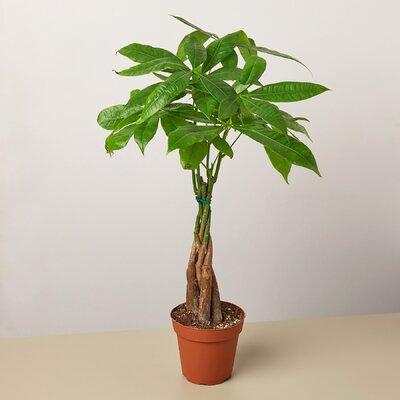 House Plant Shop Money Tree 'Guiana Chestnut' Pachira Braid - 4