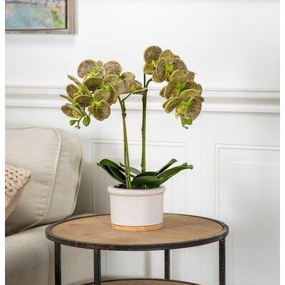 Primrue Phalaenopsis Orchid in Pot Polyester in Green, Size 18.0 H x 6.5 W x 6.5 D in | Wayfair 997B00FE5AA248608B40C502E707B189