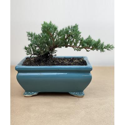 Athena\'s Garden Bonsai blue/green - Live Medium Juniper Bonsai with Ceramic Container