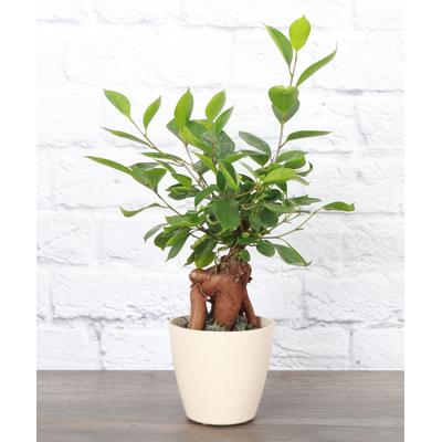 Thorsen\'s Greenhouse Indoor Pre-Planted Plants - Live Bonsai Tree, Natural Biodegradable Pot