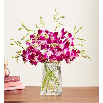 1-800-Flowers Flower Delivery Exotic Breeze Orchids 10 Stems W/ Clear Vase | Send The Gift Of Flowers