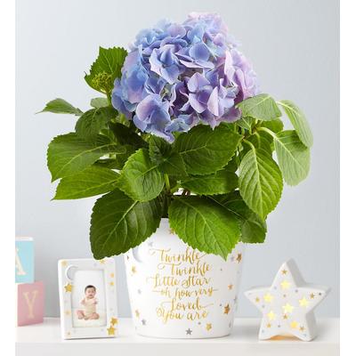 1-800-Flowers Everyday Gift Delivery Twinkle Twinkle Baby Hydrangea Blue Hydrangea