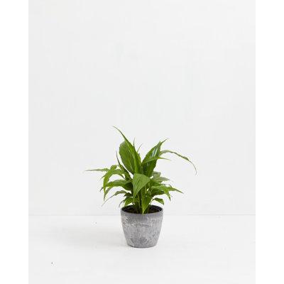 Lively Root 8" Live Peace Lily Plant in Pot | 8 H x 5 D in | Wayfair 659725291912