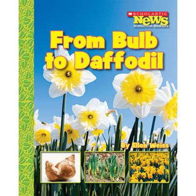 Scholastic News: From Bulb to Daffodil (paperback) - by Ellen Weiss