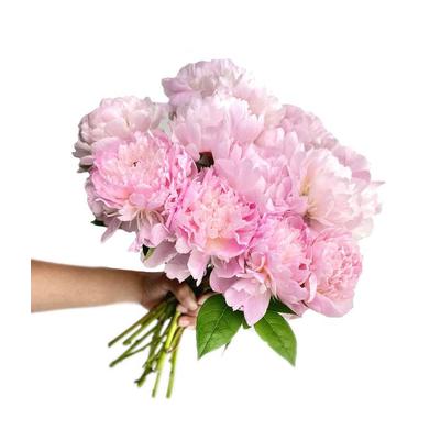 Send Flowers - Precious Pink Peonies - 10 Stems