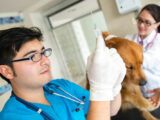 Canine blood disorders